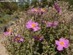Cistus (Cistus Pulverulentus 'Sunset') -Tuinplanten Winkel 20100226144426 1