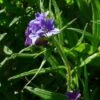 Ruw Parelzaad (Buglossoides Purpurocaerulea) -Tuinplanten Winkel 20100526152917 1