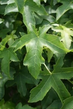 Amberboom (Liquidambar 'Gum Ball')
