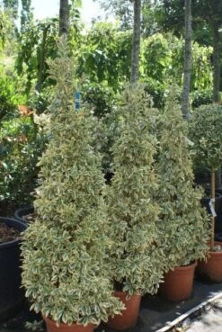 Kardinaalshoed Als Pyramide (Euonymus Japonicus 'Bravo') -Tuinplanten Winkel 20100712164204 3