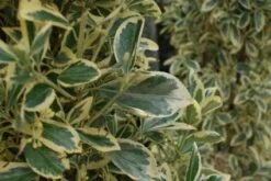 Kardinaalshoed Als Pyramide (Euonymus Japonicus 'Bravo') -Tuinplanten Winkel 20100712164218 3