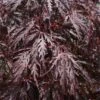 Japanse Esdoorn Op Stam (Acer Palmatum 'Tamuke Yama') -Tuinplanten Winkel 20100715165836 2