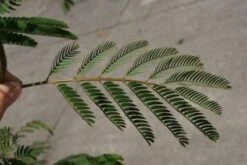 Perzische Slaapboom (Albizia Julibrissin) 28 Perzische Slaapboom (Albizia Julibrissin) -Tuinplanten Winkel 20100720145134 15