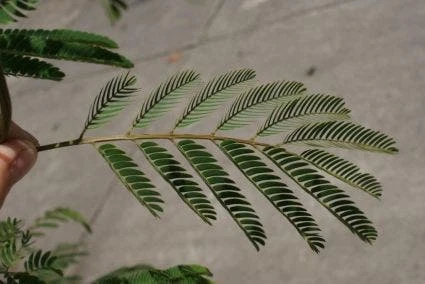 Perzische Slaapboom (Albizia Julibrissin) 13 Perzische Slaapboom (Albizia Julibrissin) - Afbeelding 11