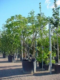 Perzische Slaapboom Als Struik (Albizia Julibrissin 'Ombrella') 15 Perzische Slaapboom Als Struik (Albizia Julibrissin 'Ombrella') -Tuinplanten Winkel 20100720150339 4