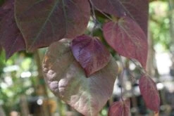 Judasboom Als Struik (Cercis Canadensis 'Forest Pansy') -Tuinplanten Winkel 20100720150724 6