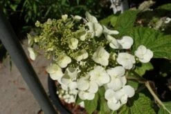 Eikenbladhortensia (Hydrangea Quercifolia 'Snow Queen') -Tuinplanten Winkel 20100720151047 4