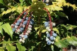 Chinese Mahoniestruik (Mahonia Bealei 'Hivernant') -Tuinplanten Winkel 20100720151141 7