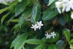 Toscaanse Jasmijn (Trachelospermum Jasminoides) 15 Toscaanse Jasmijn (Trachelospermum Jasminoides) -Tuinplanten Winkel 20100720152052 9