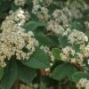 Dwergmispel (Cotoneaster Lacteus) -Tuinplanten Winkel 20100720152801 3