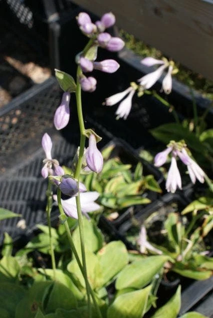 Funkia/Hartlelie (Hosta 'Blue Cadet') 4 Funkia/Hartlelie (Hosta 'Blue Cadet') - Afbeelding 2