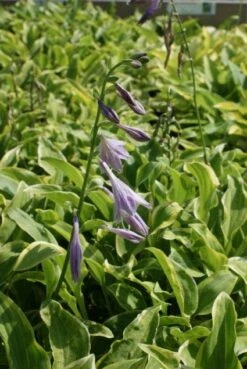 Funkia/Hartlelie (Hosta 'Golden Tiara') 6 Funkia/Hartlelie (Hosta 'Golden Tiara') -Tuinplanten Winkel 20100723160923 1