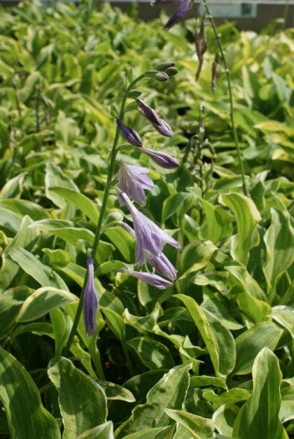 Funkia/Hartlelie (Hosta 'Golden Tiara') 4 Funkia/Hartlelie (Hosta 'Golden Tiara') - Afbeelding 2