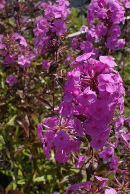 Vlambloem (Phlox Maculata 'Alpha') 5 Vlambloem (Phlox Maculata 'Alpha') - Afbeelding 3
