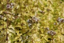 Marjolein (Origanum Vulgare 'Thumble's Variety') 15 Marjolein (Origanum Vulgare 'Thumble's Variety') -Tuinplanten Winkel 20100726111255 1