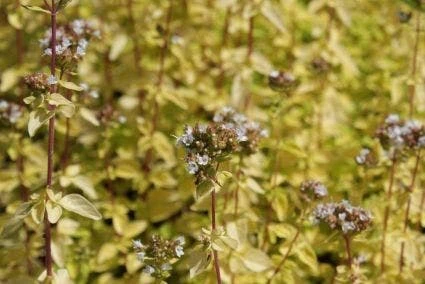 Marjolein (Origanum Vulgare 'Thumble's Variety') 8 Marjolein (Origanum Vulgare 'Thumble's Variety') - Afbeelding 6