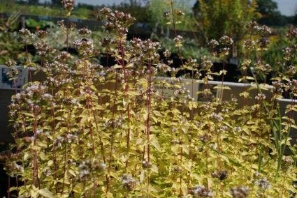 Marjolein (Origanum Vulgare 'Thumble's Variety') 9 Marjolein (Origanum Vulgare 'Thumble's Variety') - Afbeelding 7