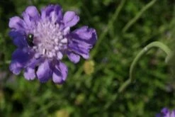 Duifkruid/schurftkruid (Scabiosa Columbaria 'Butterfly Blue') BIO -Tuinplanten Winkel 20100726144603 1 1