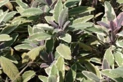 Salie (Salvia Officinalis 'Tricolor') -Tuinplanten Winkel 20100726145204 1