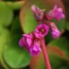 Schoenlappersplant (Bergenia Cordifolia 'Eroica') -Tuinplanten Winkel 20100802193927 1