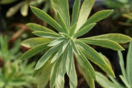 Wolfsmelk (Euphorbia Characias 'Humpty Dumpty') 4 Wolfsmelk (Euphorbia Characias 'Humpty Dumpty') - Afbeelding 2