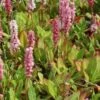 Duizendknoop (Persicaria Affinis 'Kabouter') -Tuinplanten Winkel 20100818091319 1