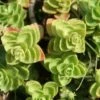 Vetkruid (Sedum Spurium 'Album Superbum') -Tuinplanten Winkel 20100823175342 1