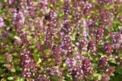 Tijm (Thymus Serpyllum) Bio -Tuinplanten Winkel 20100901164146 1 1