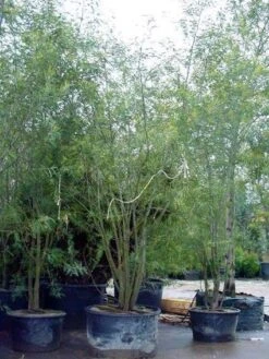 Mimosa (Acacia Dealbata) 11 Mimosa (Acacia Dealbata) -Tuinplanten Winkel 20100906111139 7