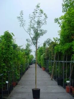 Mimosa Als Boom (Acacia Dealbata) -Tuinplanten Winkel 20100906111726 7