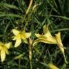 Daglelie (Hemerocallis Lilioasphodelus) -Tuinplanten Winkel 20100913095327 1