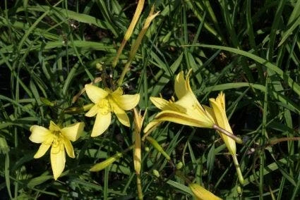 Daglelie (Hemerocallis Lilioasphodelus) 3 Daglelie (Hemerocallis Lilioasphodelus)