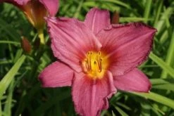 Daglelie (Hemerocallis 'Summer Wine') -Tuinplanten Winkel 20100913095848 1