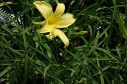 Daglelie (Hemerocallis Citrina) -Tuinplanten Winkel 20100913100857 1