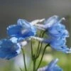 Ridderspoor (Delphinium 'Clividen Beauty') -Tuinplanten Winkel 20100913105741 1