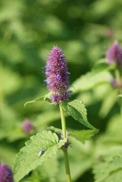 Dropplant (Agastache Foeniculum) -Tuinplanten Winkel 20101027153442 1