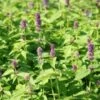 Dropplant (Agastache Foeniculum) BIO -Tuinplanten Winkel 20101027153508 1 1