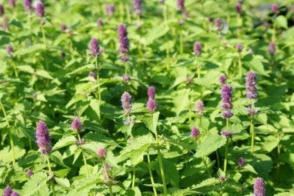Dropplant (Agastache Foeniculum) BIO 3 Dropplant (Agastache Foeniculum) BIO