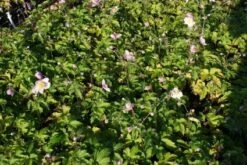 Anemoon (Anemone Tomentosa 'Robustissima') BIO