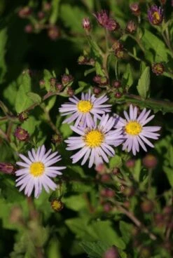 Aster (Aster Ageratoides 'Asran') -Tuinplanten Winkel 20101027164643 1