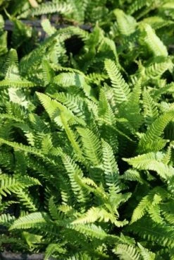 Dubbelloofvaren (Blechnum Spicant) -Tuinplanten Winkel 20101108155944 1