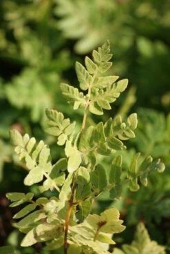 Koningsvaren (Osmunda Regalis) -Tuinplanten Winkel 20101129142101 1