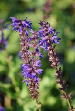 Salie (Salvia Nemorosa 'Viola Klose') 11 Salie (Salvia Nemorosa 'Viola Klose') -Tuinplanten Winkel 20101129145212 1