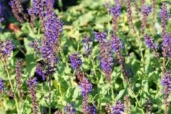 Salie (Salvia Nemorosa 'Viola Klose') 12 Salie (Salvia Nemorosa 'Viola Klose') -Tuinplanten Winkel 20101129145241 1