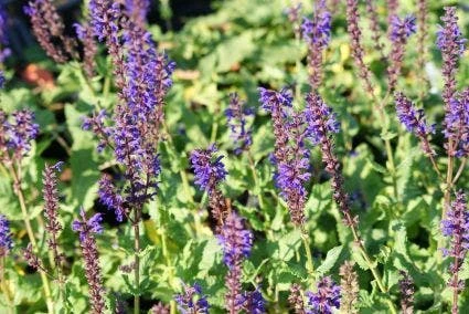 Salie (Salvia Nemorosa 'Viola Klose') 7 Salie (Salvia Nemorosa 'Viola Klose') - Afbeelding 5