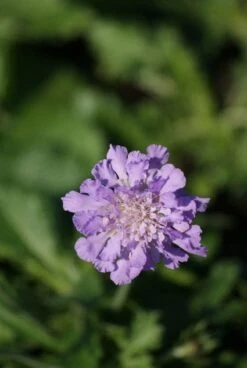 Duifkruid/schurftkruid (Scabiosa Columbaria 'Butterfly Blue') BIO -Tuinplanten Winkel 20101129145401 1 1