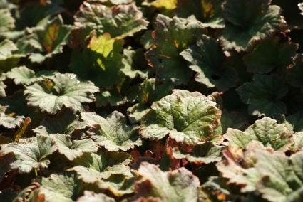 Mijterloof (Tellima Grandiflora 'Rubra') 6 Mijterloof (Tellima Grandiflora 'Rubra') - Afbeelding 4