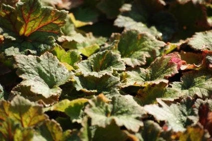 Mijterloof (Tellima Grandiflora 'Rubra') 5 Mijterloof (Tellima Grandiflora 'Rubra') - Afbeelding 3