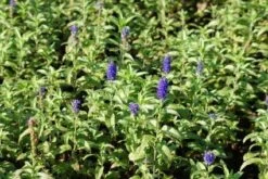 Ereprijs (Veronica Longifolia 'Blauriesin')