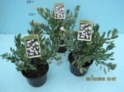 Zilverwinde (Convolvulus Cneorum ) -Tuinplanten Winkel 20101207115958 2